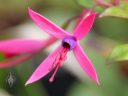 Fuchsia flower, close up of small pink and purple flower, grown outdoors in Pacifica, California