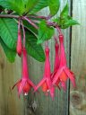 Fuchsia flowers, tubular red flowers, grown outdoors in Pacifica, California