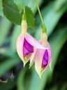Fuchsia flower buds opening, pink and purple flower buds, grown outdoors in San Francisco, California