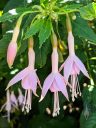 Fuchsia hybrid flowers, pink flowers, grown outdoors in Pacifica, California