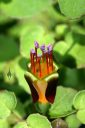 Fuchsia procumbens, fuchsia species flower with blue pollen, creeping fuchsia, climbing fuchsia, trailing fuchsia, New Zealand native species, growing outdoors in San Francisco, California