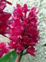 Arpophyllum giganteum subspecies alpinum, orchid species flowers, miniature orchid, cluster of magenta flowers, grown outdoors in Pacifica, California
