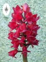 Arpophyllum giganteum subspecies alpinum, orchid species flowers, miniature orchid, cluster of magenta flowers, grown outdoors in Pacifica, California