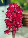 Arpophyllum giganteum subspecies alpinum, orchid species flowers, miniature orchid, cluster of magenta flowers and buds, grown outdoors in Pacifica, California