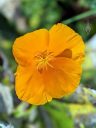 Eschscholzia californica, California poppy, orange flower, grown outdoors in Pacifica, California