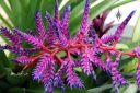 Aechmea bromeliad flower spike, large bright blue purple and red flower spike, Conservatory of Flowers, Golden Gate Park, San Francisco, California
