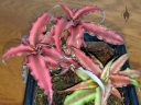 Cryptanthus bromeliad, reddish-pink variegated leaves, grown indoors in Pacifica, California