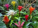 Guzmania and Vriesea bromeliads, bromeliads in bloom with colorful flowers, glasshouse at University of Oxford Botanic Garden, Oxford, Oxfordshire, England, UK