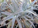 Hechtia marnier-lapostollei, bromeliad species with spiny white leaves, grown outdoors at Univ. of California Botanical Garden at Berkeley