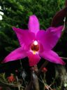 Laelia gouldiana, orchid species flower, Mexican native orchid, purple flower, grown outdoors in Pacifica, California