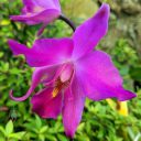 Laelia gouldiana, damaged orchid species flower, bug-eaten flower, Mexican native orchid, purple flower, grown outdoors in Pacifica, California