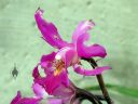 Laelia gouldiana, damaged orchid species flower, bug-eaten flower, Mexican native orchid, purple flower, grown outdoors in Pacifica, California
