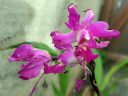 Laelia gouldiana, damaged orchid species flowers, bug-eaten flowers, Mexican native orchid, purple flowers, grown outdoors in Pacifica, California