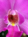 Laelia gouldiana, damaged orchid species flower, bug-eaten flower, close up of flower lip, Mexican native orchid, purple flower, grown outdoors in Pacifica, California