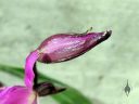 Laelia gouldiana, damaged orchid species flower bud, bug-eaten flower bud, Mexican native orchid, purple flower bud, grown outdoors in Pacifica, California