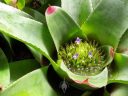 Neoregelia bromeliad, small flowers in center cup of leaves, spiny leaves, Shelldance Orchid Gardens, Pacifica, California