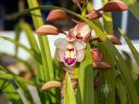 Cymbidium flowers buds and leaves, orchid hybrid, grown outdoors in Pacifica, California