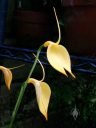 Masdevallia coccinea var. xanthina 'M Wayne Miller' AM/AOS, orchid species flowers, yellow flowers, grown outdoors in Pacifica, California