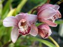 Cymbidium flowers, orchid hybrid flowers, white pink yellow and red flowers, grown outdoors in Pacifica, California