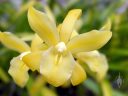 Cymbidium flowers, orchid hybrid flowers, yellow flowers, grown outdoors in Pacifica, California