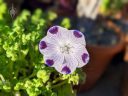 Fivespot, Nemophila maculata, California native, annual flower species, white flower petals with purple spots and purple veining, grown outdoors in Pacifica, California