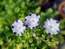Fivespot, Nemophila maculata, California native, annual flower species, white flowers, petals with purple spots and purple veining, grown outdoors in Pacifica, California