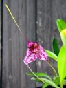 Masdevallia chaparensis, orchid species flower, pleurothallid, grown outdoors in Pacifica, California