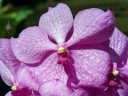(Vanda Prayad Muang Ratch x Ascocenda Lena Kamolphan) x Vanda Srakaew, vanda hybrid orchid flower and buds, purple flowers, grown indoors in Pacifica, California