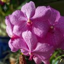 (Vanda Prayad Muang Ratch x Ascocenda Lena Kamolphan) x Vanda Srakaew, vanda hybrid orchid flowers, purple flowers, grown indoors in Pacifica, California