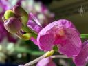 (Vanda Prayad Muang Ratch x Ascocenda Lena Kamolphan) x Vanda Srakaew, vanda hybrid orchid flower and buds, purple flowers, grown indoors in Pacifica, California