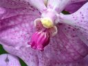 (Vanda Prayad Muang Ratch x Ascocenda Lena Kamolphan) x Vanda Srakaew, vanda hybrid orchid flower, purple flower, close up of flower lip, grown indoors in Pacifica, California