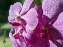 (Vanda Prayad Muang Ratch x Ascocenda Lena Kamolphan) x Vanda Srakaew, vanda hybrid orchid flowers, purple flowers, grown indoors in Pacifica, California