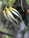 Bulbophyllum tingabarinum var. album, AKA Cirrhopetalum, Daisy Orchid, orchid species flowers, Orchids in the Park 2019, Golden Gate Park, San Francisco, California