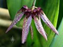 Bulbophyllum umbellatum, AKA Cirrhopetalum, Daisy Orchid, orchid species flowers, Pacific Orchid Expo 2015, San Francisco, California
