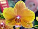 Phalaenopsis orchid, Moth Orchid hybrid flower, Phal, Pacific Orchid Expo 2020, Golden Gate Park, San Francisco, California