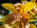 Cymbidium Green Zenith 4N x Tracyanum 4N, orchid hybrid flower, gold maroon and white flower, grown outdoors in Pacifica, California
