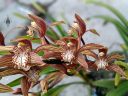 Cymbidium tracyanum, orchid species flowers, grown outdoors in Pacifica, California