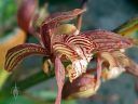 Cymbidium tracyanum, orchid species flower, flower with water drops, grown outdoors in Pacifica, California