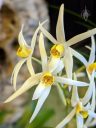 Epigeneium acuminatum, orchid species flowers, Pacific Orchid Expo 2020, Golden Gate Park, San Francisco, California