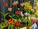 Orchid display table with different varieties of orchids, Pacific Orchid Expo 2020, Golden Gate Park, San Francisco, California