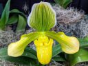 Paphiopedilum Dreams of Venus 'Albarino' HCC/AOS, orchid hybrid flower, Lady Slipper, Paph, green yellow and white flower, Pacific Orchid Expo 2020, Golden Gate Park, San Francisco, California