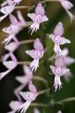 Stenoglottis longifolia, orchid species flowers, small purple and white flowers with fringed lip, grown indoors in San Francisco, California