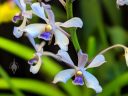 Vanda coerulescens, orchid species flowers, blue flowers, Pacific Orchid Expo 2020, Golden Gate Park, San Francisco, California