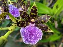 Zygopetalum BG White 'Stonehurst', Zygo, orchid hybrid flower, purple green and white flower, grown outdoors in Pacifica, California