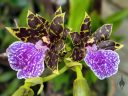 Zygopetalum BG White 'Stonehurst', Zygo, orchid hybrid flowers, purple green and white flowers, grown outdoors in Pacifica, California
