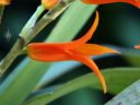 Brassia aurantiaca, AKA Ada aurantiaca, orchid species flower, orange flower, grown outdoors in San Francisco, California
