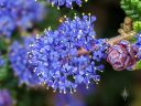 Ceanothus flowers, California Lilac, buckbrush, soap bush, blue flowers, growing outdoors in Pacifica, California
