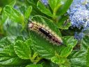 California Tortoiseshell caterpillar on ceanothus leaves, Nymphalis californica, California Lilac, buckbrush, soap bush, blue flowers, growing outdoors in Pacifica, California
