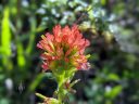 Indian Paintbrush flower, orange flower, native California wildflower, Mori Point, Pacifica, Golden Gate National Recreation Area, GGNRA, Northern California