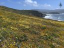 Cliffs at Mori Point covered in native wildflowers, including Lupines, Tidy Tips, and California Goldfields, Layia platyglossa, Lasthenia californica, Pacifica, Golden Gate National Recreation Area, GGNRA, Pacific Ocean, Northern California